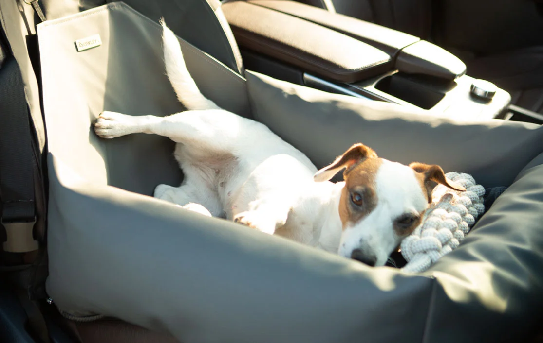 Ram Truck Dog Car Seat for Bolognese