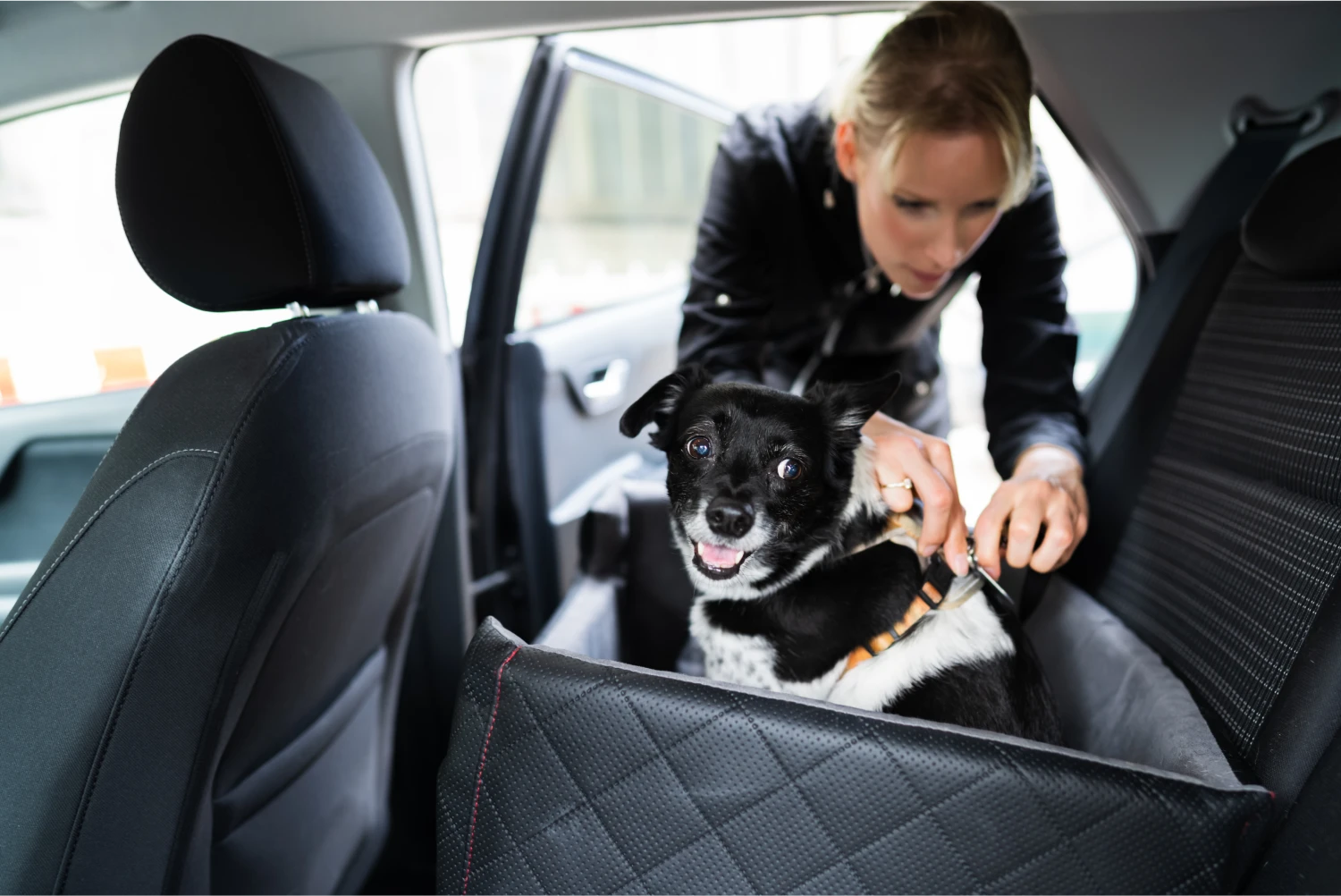 Hyundai Tucson Dog Safety Belt for Weimaraners