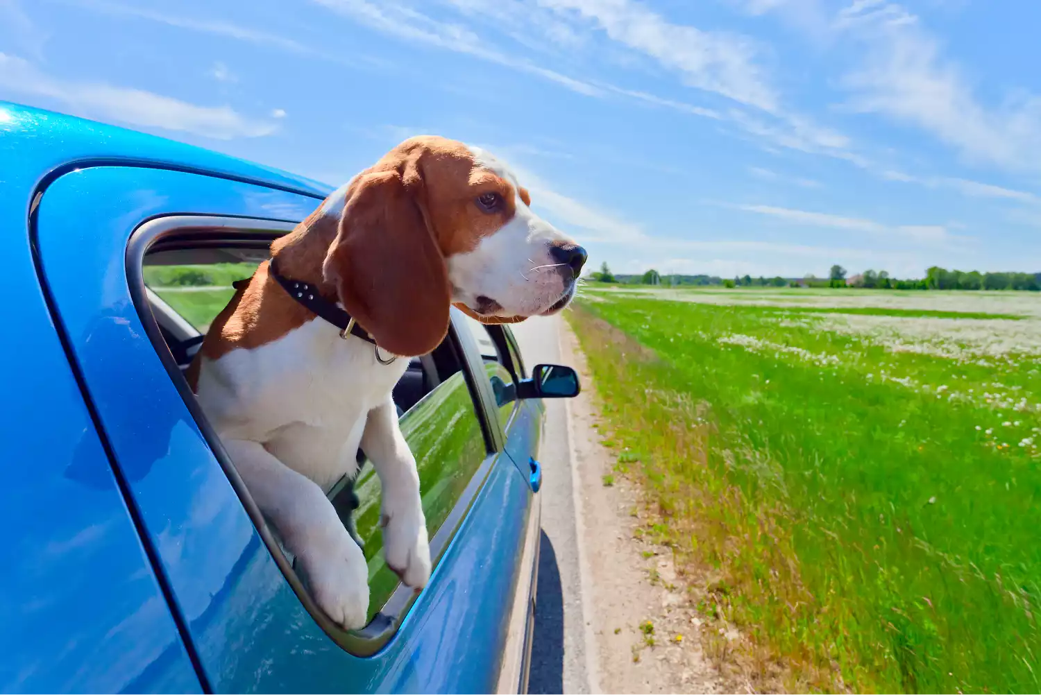 Jeep Renegade Dog Car Seat for Beagles