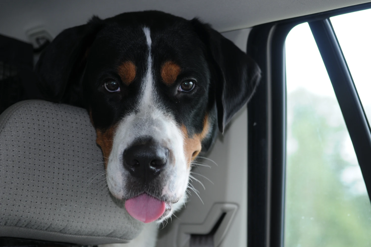 Ford Ranger Dog Safety Belt for Greater Swiss Mountain Dogs