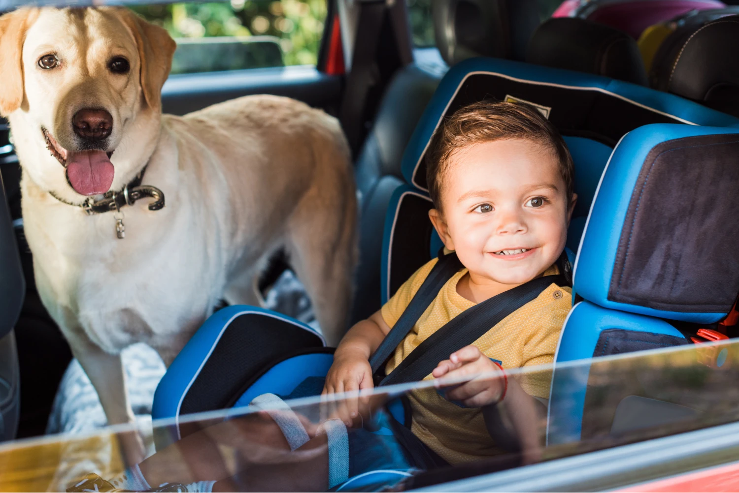 Audi Q5 Dog Safety Belt for Labrador Retrievers