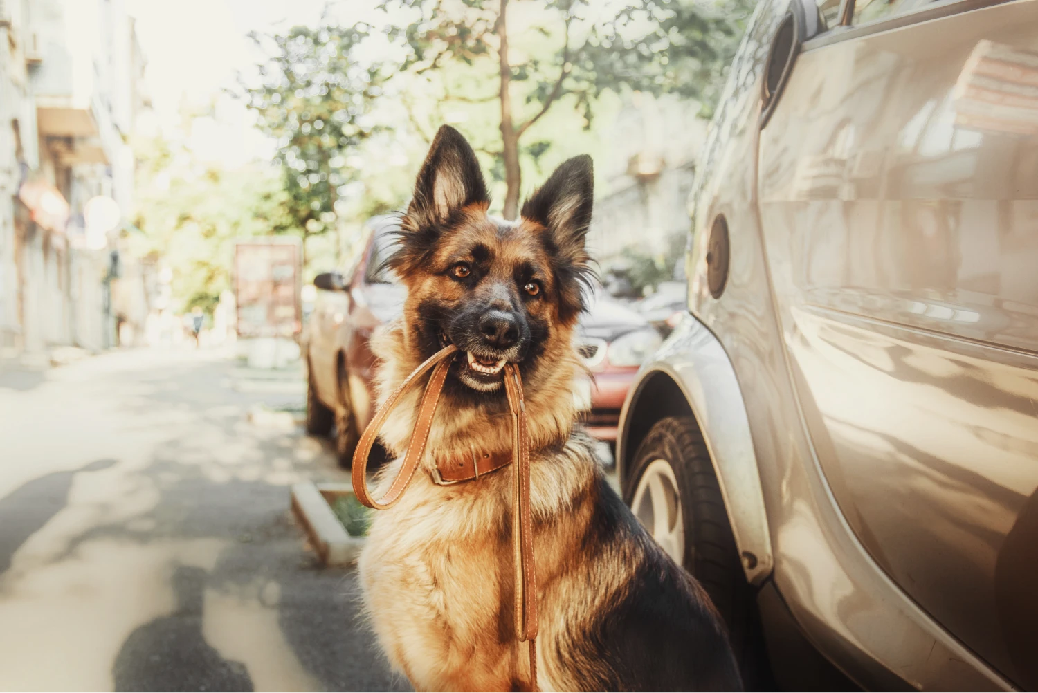 Lexus NX Dog Safety Belt for German Shepherd Dogs