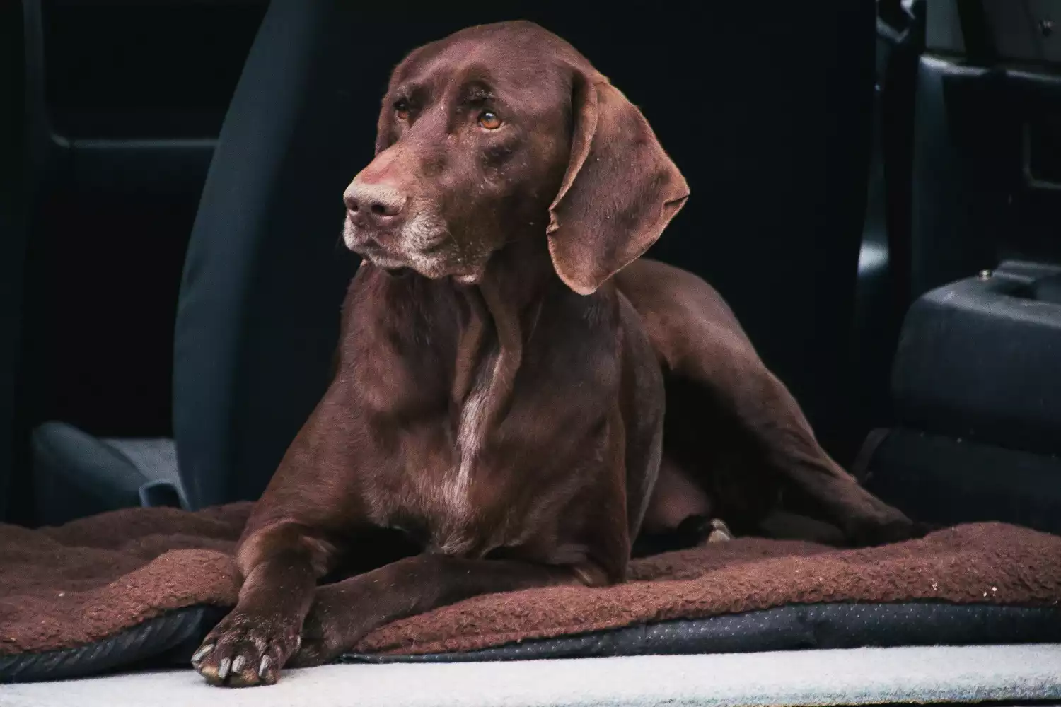 Hyundai Tucson Dog Safety Belt for Weimaraners