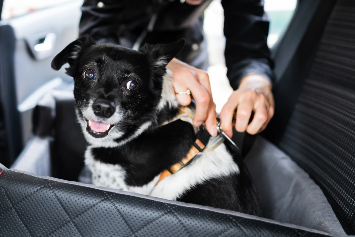 Hyundai Tucson Dog Safety Belt for Weimaraners